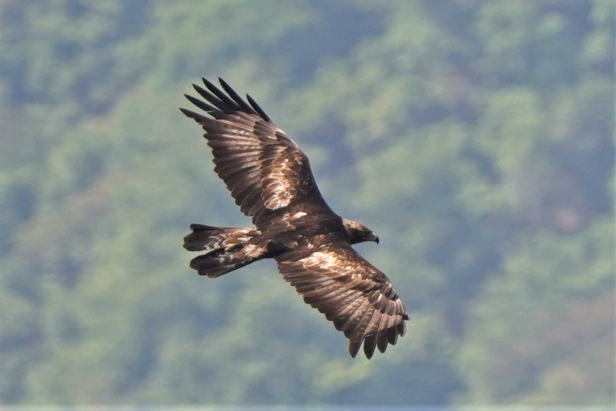 伊吹山 イヌワシの写真 by におの鳥っぷ