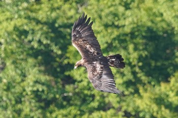 Golden Eagle 伊吹山 Mon, 5/23/2022