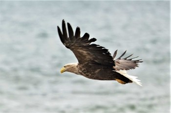 オジロワシ 野付半島 2022年6月7日(火)