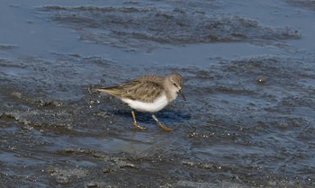 2018年1月6日(土) 伊佐沼の野鳥観察記録