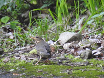 2022年6月25日(土) 早戸川林道の野鳥観察記録