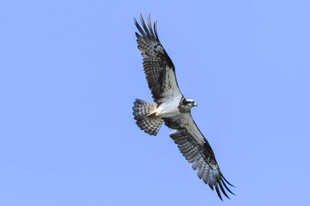 ミサゴ 積丹半島 2022年6月25日(土)