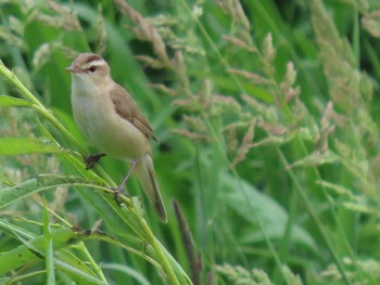 Sat, 6/25/2022 Birding report at 篠路五ノ戸の森緑地