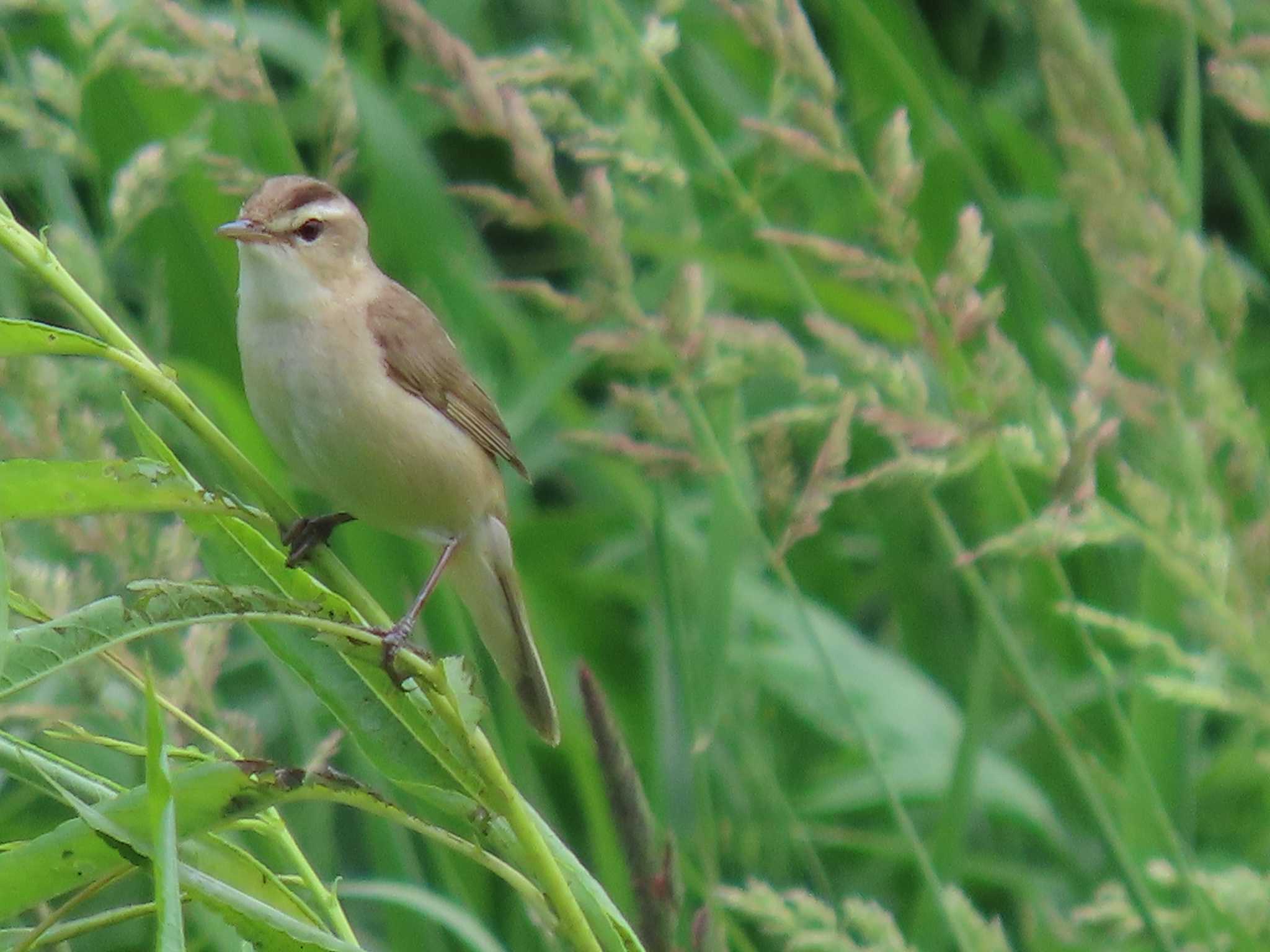 Black-browed Reed Warbler