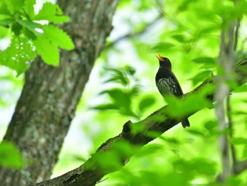 クロツグミ 伊香保森林公園 2022年6月18日(土)