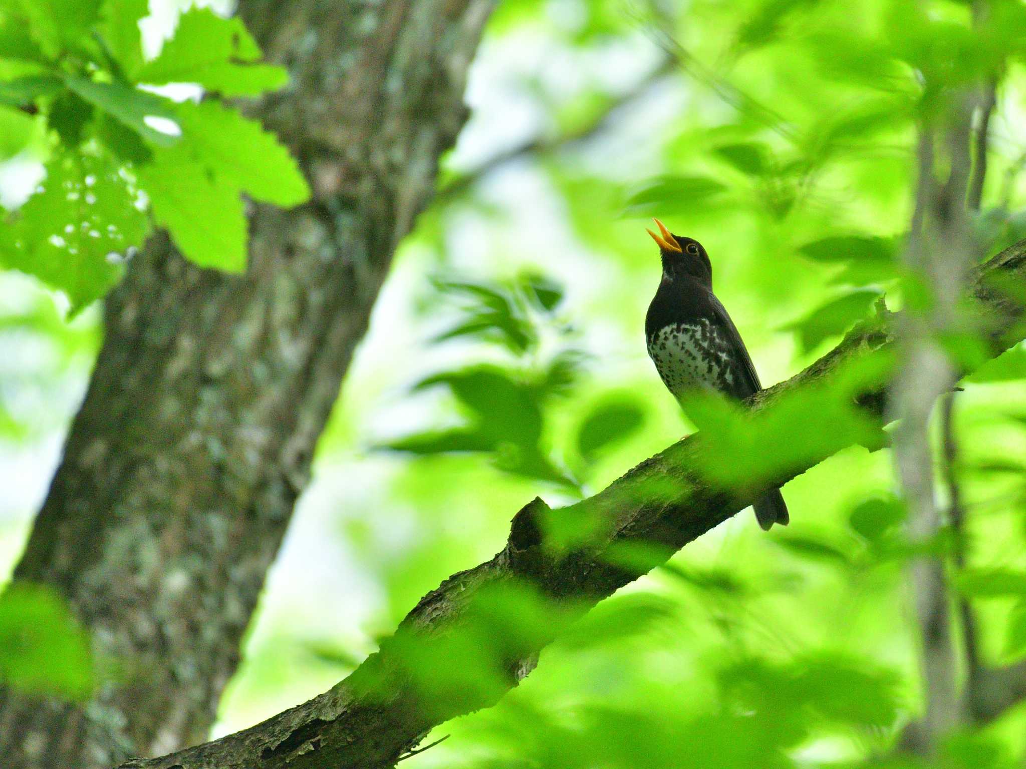 伊香保森林公園 クロツグミの写真 by 80%以上は覚えてないかも