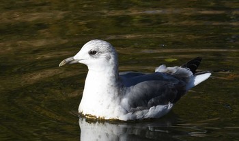 カモメ 都立浮間公園 2018年1月6日(土)