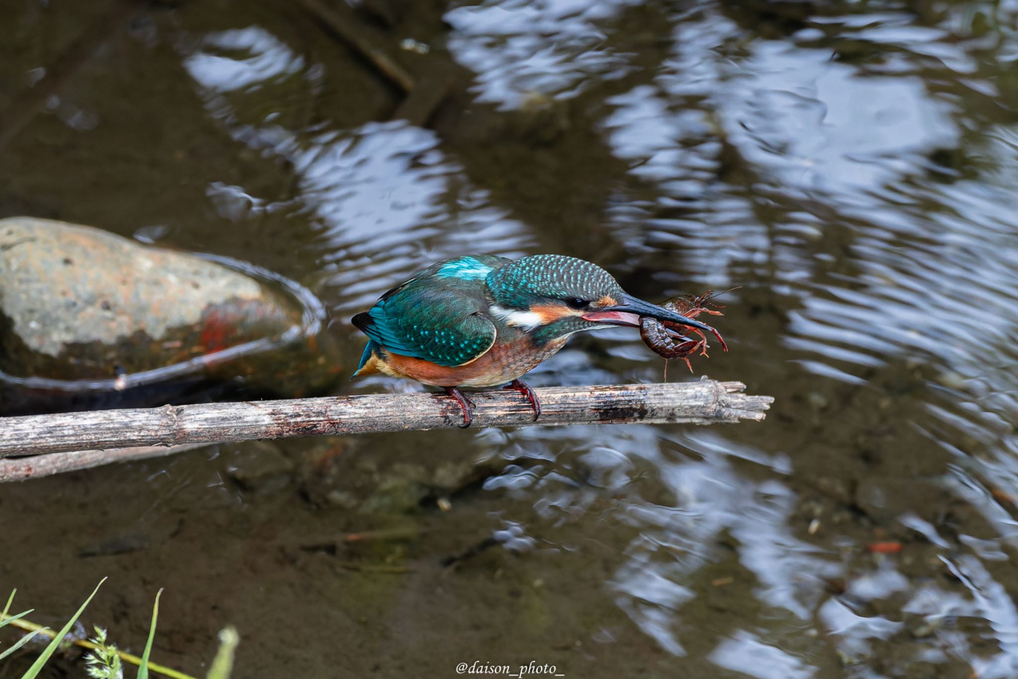 カワセミ