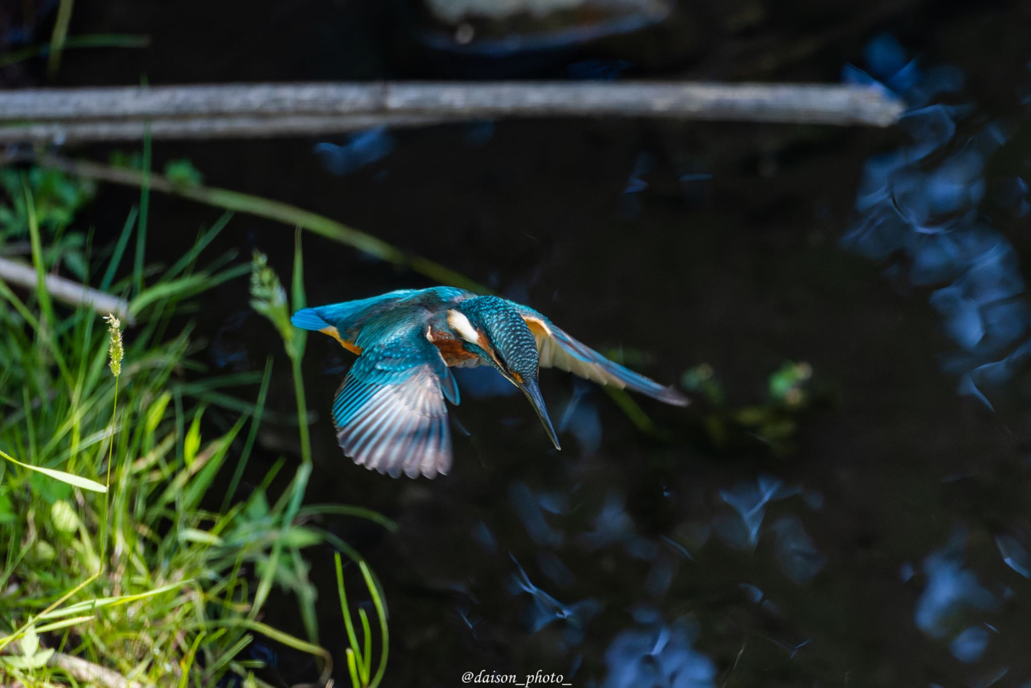 境川遊水地公園 カワセミの写真 by Daison