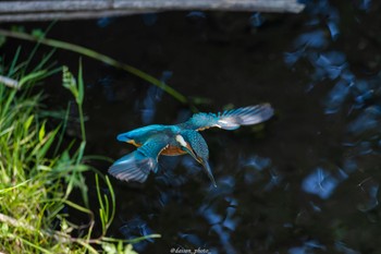 カワセミ 境川遊水地公園 2022年6月12日(日)