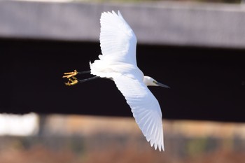 Little Egret 野川  調布市 Sun, 2/14/2016