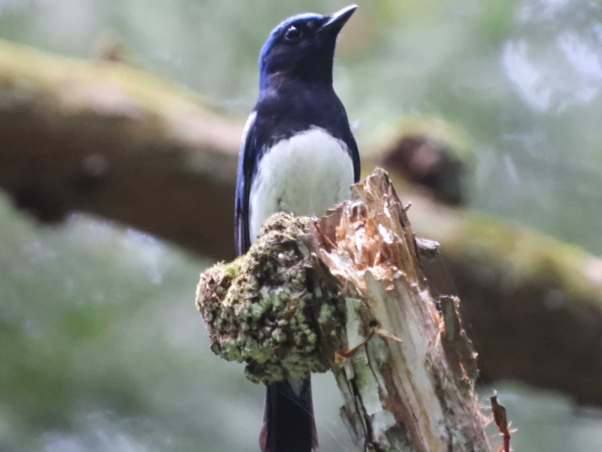 Blue-and-white Flycatcher