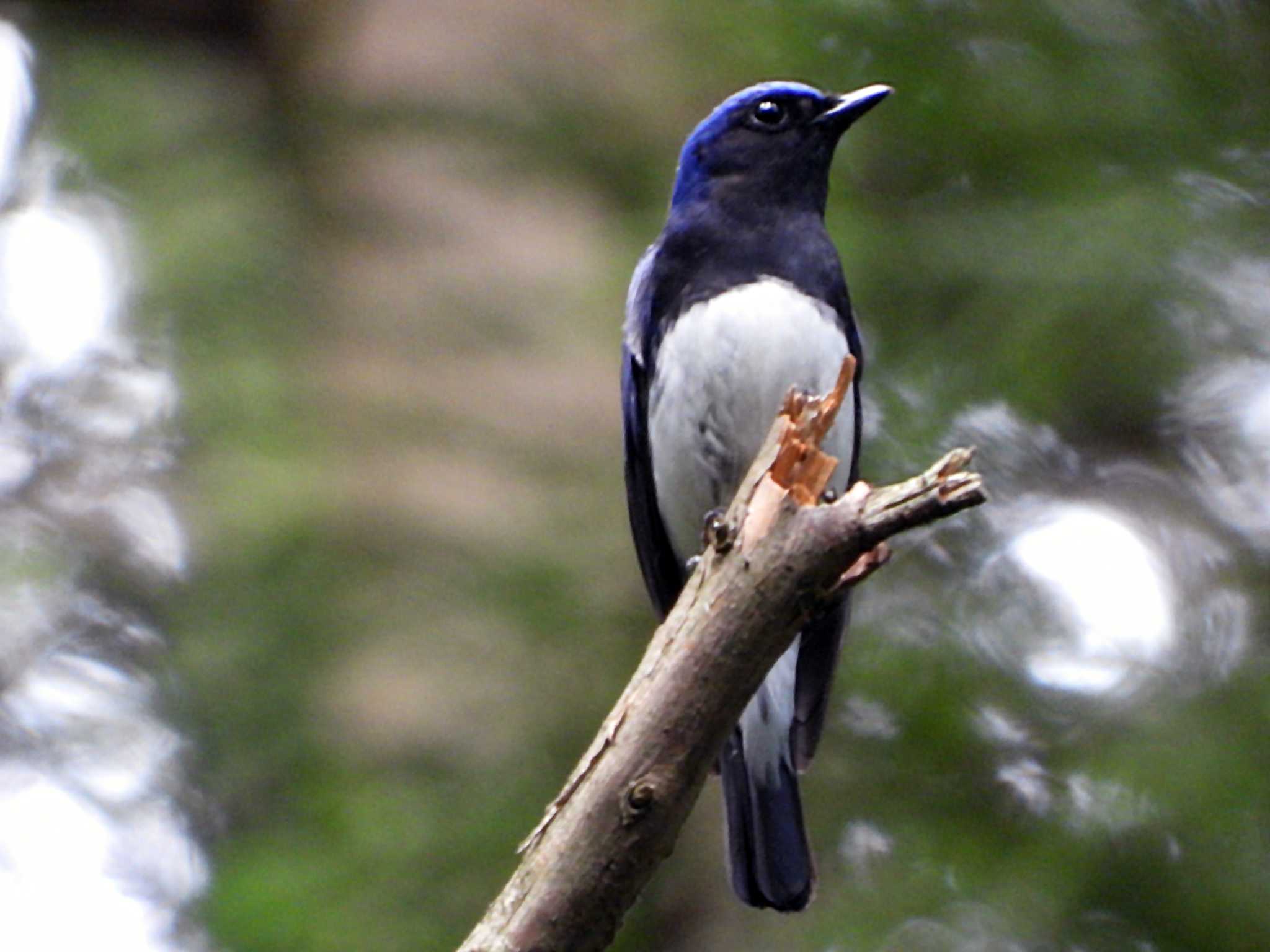 Blue-and-white Flycatcher