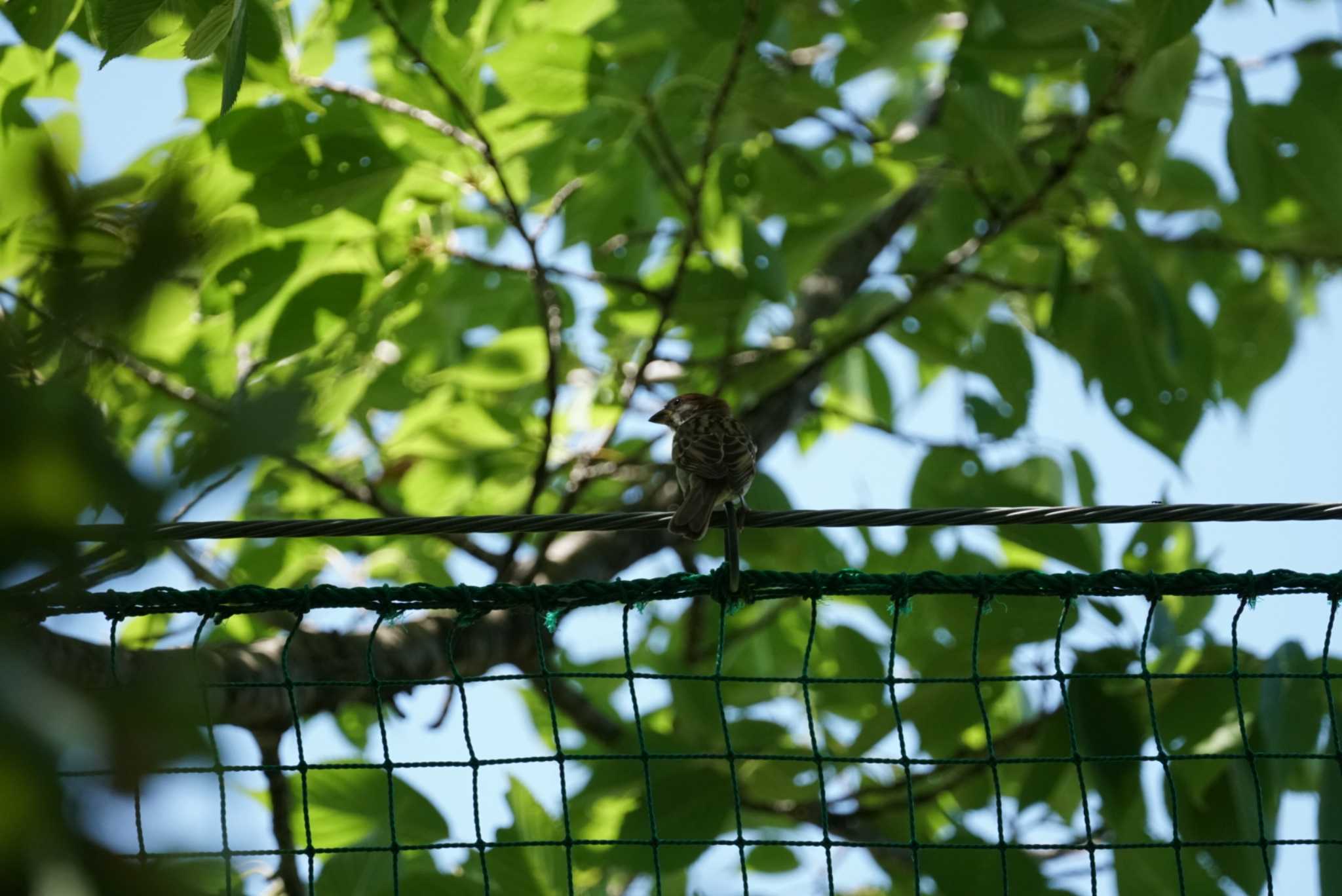 長浜公園 スズメの写真 by tacya2