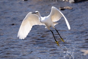 Little Egret 野川  調布市 Sun, 2/14/2016