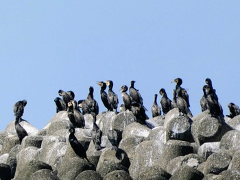 カワウ 葛西臨海公園 2022年6月25日(土)