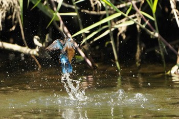 Common Kingfisher Unknown Spots Sat, 6/25/2022