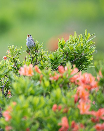 Japanese Bush Warbler 長野県 Sat, 6/25/2022