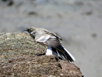 2022年6月25日(土) 葛西臨海公園の野鳥観察記録