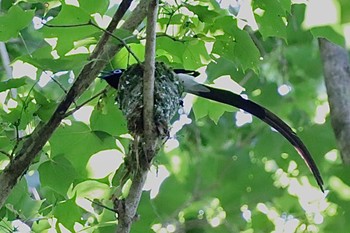 サンコウチョウ 八王子城跡 2022年6月25日(土)