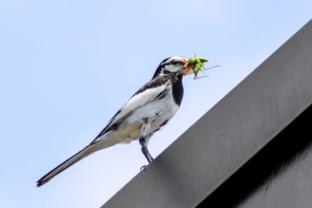 White Wagtail 石狩市厚田 Sat, 6/25/2022