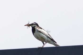 White Wagtail 石狩市厚田 Sat, 6/25/2022