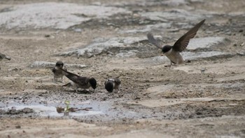 2022年6月25日(土) 淀川河川公園の野鳥観察記録