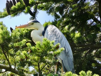 アオサギ 百合ガ原公園 2022年6月21日(火)