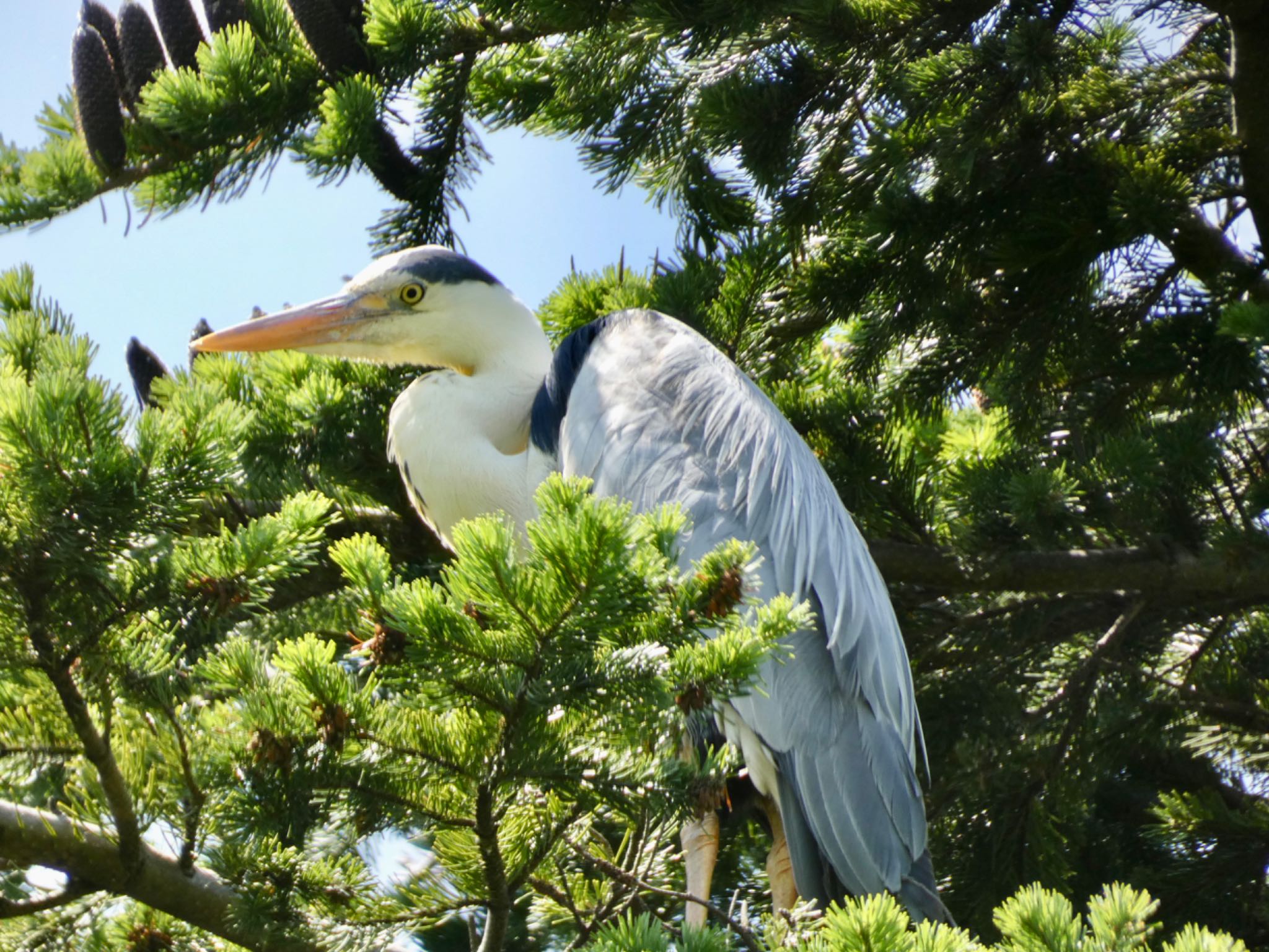 Photo of Grey Heron at 百合ガ原公園 by Mariri1017