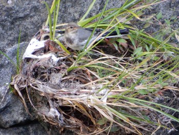 2022年6月25日(土) 平和の森公園、妙正寺川の野鳥観察記録