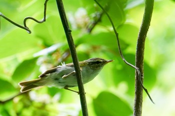 2022年6月25日(土) 三角山(札幌市西区)の野鳥観察記録