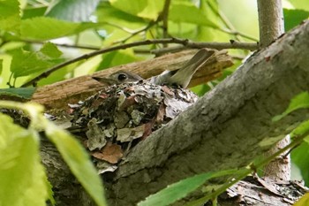 2022年6月25日(土) 宮城沢林道(札幌市西区)の野鳥観察記録