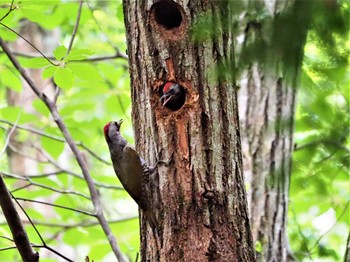 Japanese Green Woodpecker 篠山公園 Sun, 6/19/2022