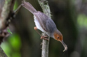 Ashy Tailorbird Pasir Ris Park (Singapore) Sat, 6/25/2022