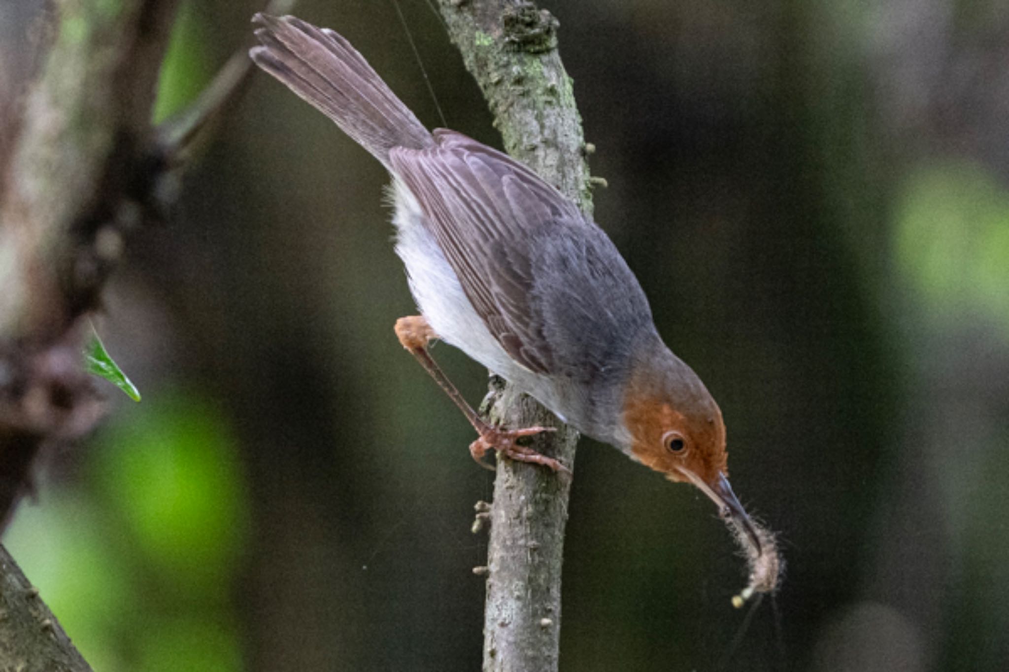 Pasir Ris Park (Singapore) アカガオサイホウチョウの写真 by T K