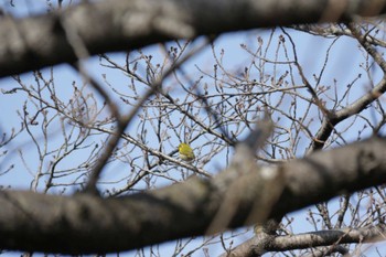 Warbling White-eye 芥川 Sat, 2/12/2022