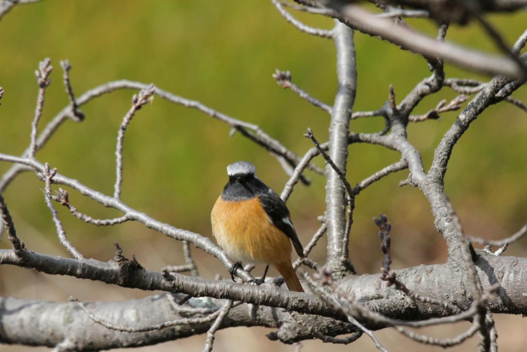 Photo of Daurian Redstart at 芥川 by KAZUSAN