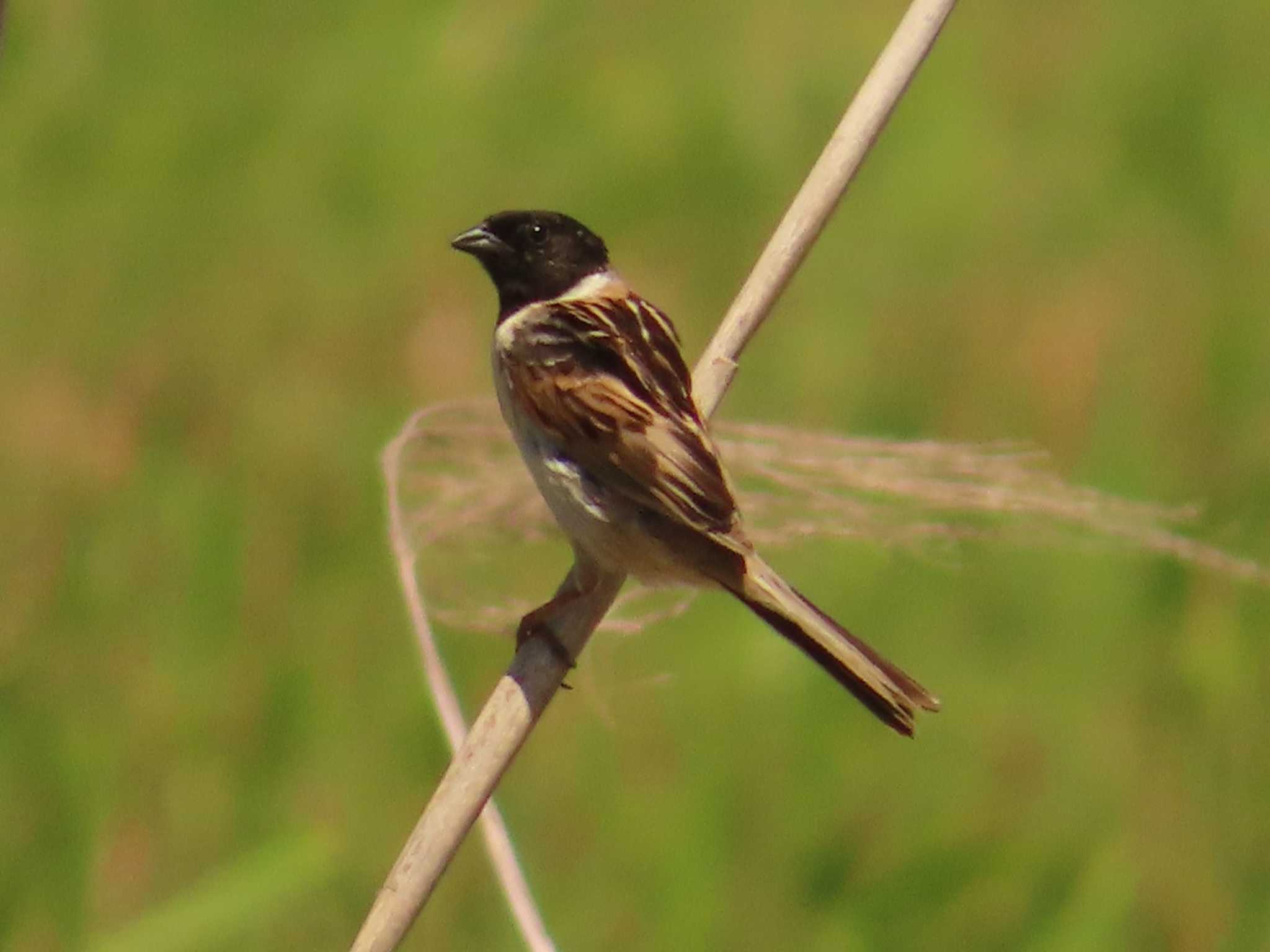 Photo of Ochre-rumped Bunting at 稲敷市甘田干拓 by ゆ