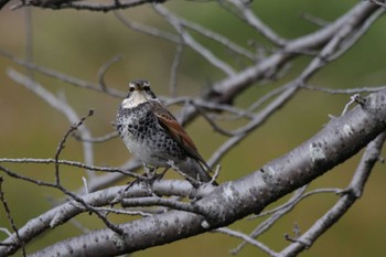 Dusky Thrush 芥川 Sun, 2/20/2022