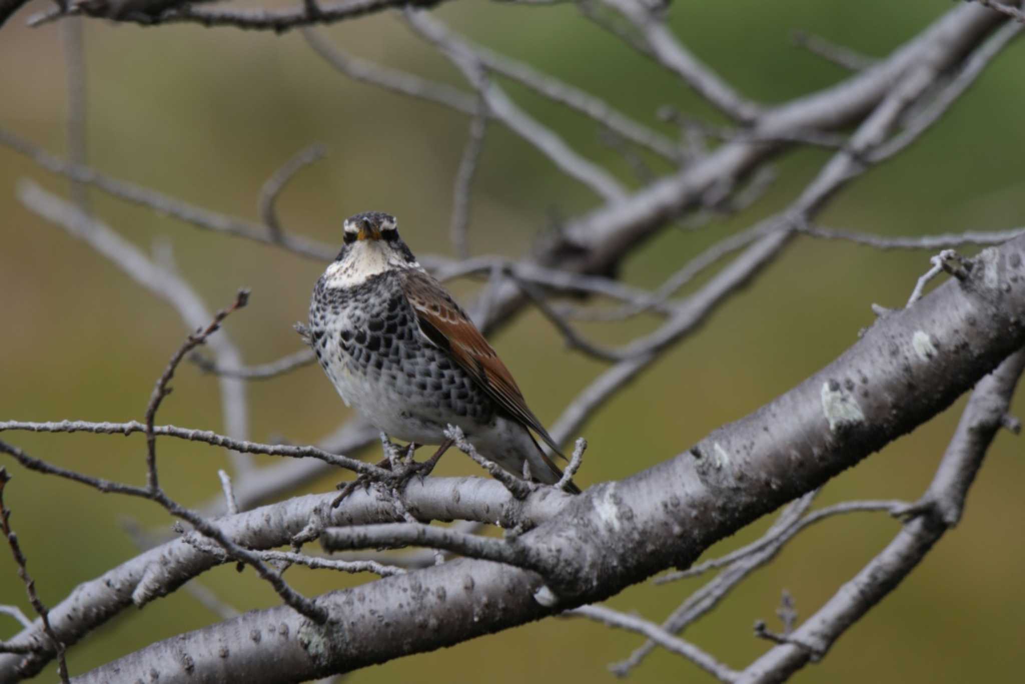 Photo of Dusky Thrush at 芥川 by KAZUSAN