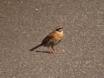 Meadow Bunting 稲敷市甘田干拓 Sat, 6/25/2022