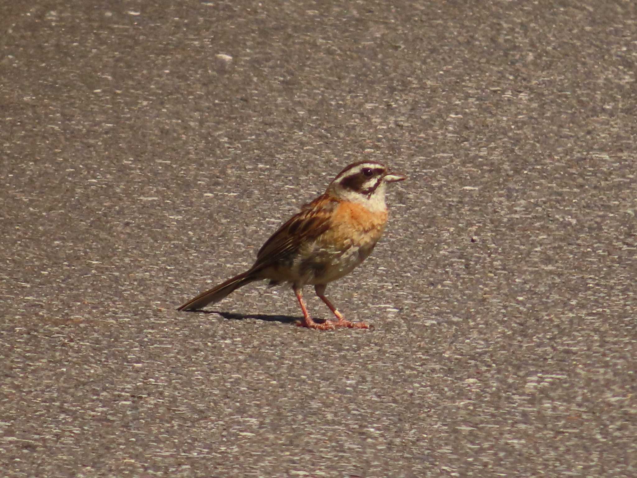 Photo of Meadow Bunting at 稲敷市甘田干拓 by ゆ