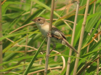 Marsh Grassbird 稲敷市甘田干拓 Sat, 6/25/2022