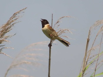 Ochre-rumped Bunting 稲敷市甘田干拓 Sat, 6/25/2022