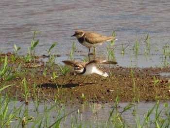 Little Ringed Plover 稲敷市甘田干拓 Sat, 6/25/2022