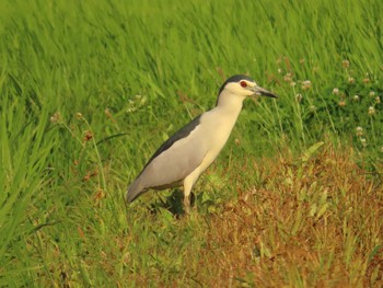 Black-crowned Night Heron Tonegawa Kojurin Park Sat, 6/25/2022