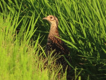 Green Pheasant Tonegawa Kojurin Park Sat, 6/25/2022