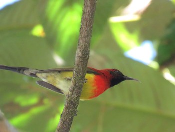 Blue-throated Brown Sunbird