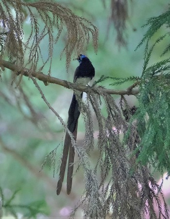 サンコウチョウ 八王子城址 2022年6月25日(土)