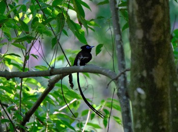 サンコウチョウ 八王子城址 2022年6月25日(土)